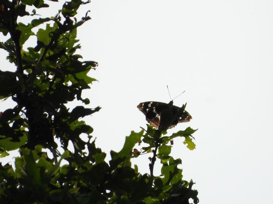 Purple Emperor Northaw Great Wood 13 Jul Purple Emperor Northaw Great Wood 13 Jul