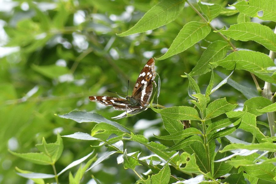 Purple Emperor Pudlers Wood 7 Jul Purple Emperor Pudlers Wood 7 Jul
