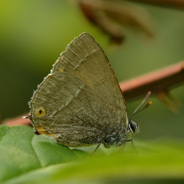 Purple Hairstreak Bricket Wood Common 31 Jul Purple Hairstreak Bricket Wood Common 31 Jul