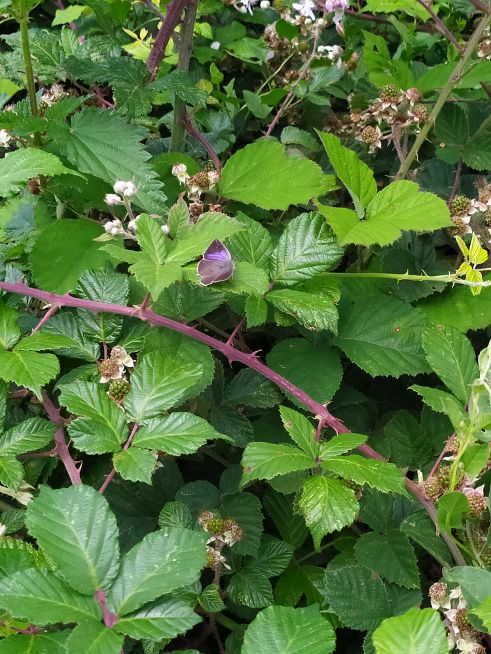 Purple Hairstreak Halsey Field 12 Jul Purple Hairstreak Halsey Field 12 Jul