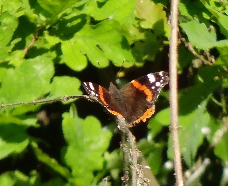 Red Admiral St Albans 27 May Red Admiral St Albans 27 May