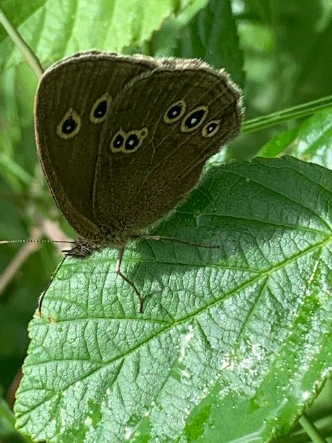 Ringlet Alexandra Park 1 Jul Ringlet Alexandra Park 1 Jul