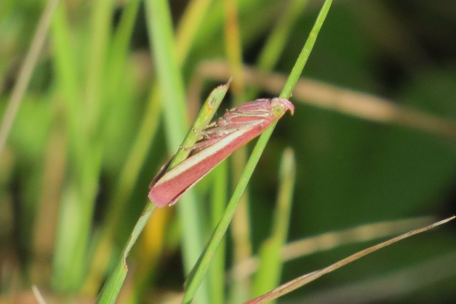 Rosy-striped Knot-horn Enfield 29 Jul Rosy-striped Knot-horn Enfield 29 Jul