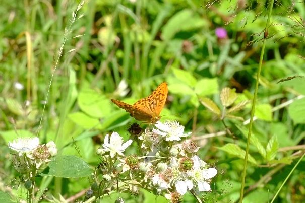 Silver-washed Fritillary Alexandra Park 22 Jun Silver-washed Fritillary Alexandra Park 22 Jun