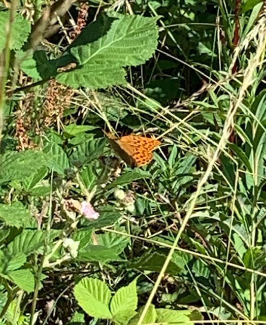 Silver-washed Fritillary Alexandra Park 2 Jul Silver-washed Fritillary Alexandra Park 2 Jul