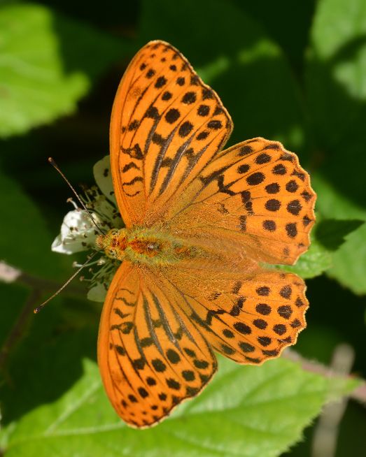 Silver-washed Fritillary Bricket Wood Common 18 Jun Silver-washed Fritillary Bricket Wood Common 18 Jun
