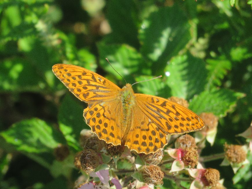 Silver-washed Fritillary Harmergreen Wood 12 Jul Silver-washed Fritillary Harmergreen Wood 12 Jul