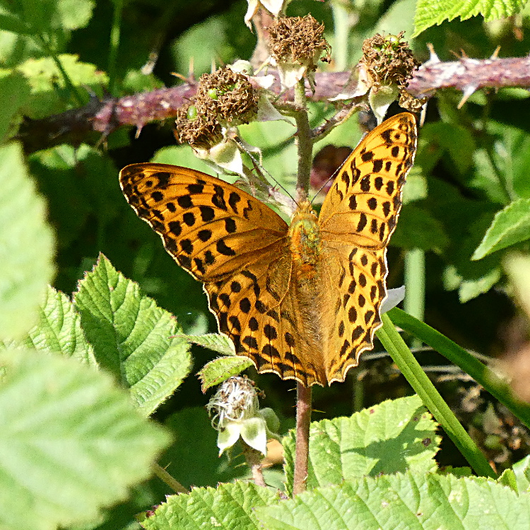 Silver-washed Fritillary Norton Green Common 26 Jun Silver-washed Fritillary Norton Green Common 26 Jun