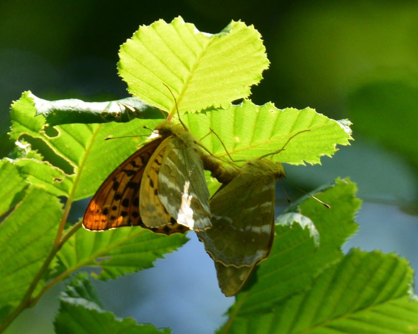 Silver-washed Fritillary pair Bricket Wood Common 25 Jun Silver-washed Fritillary pair Bricket Wood Common 25 Jun