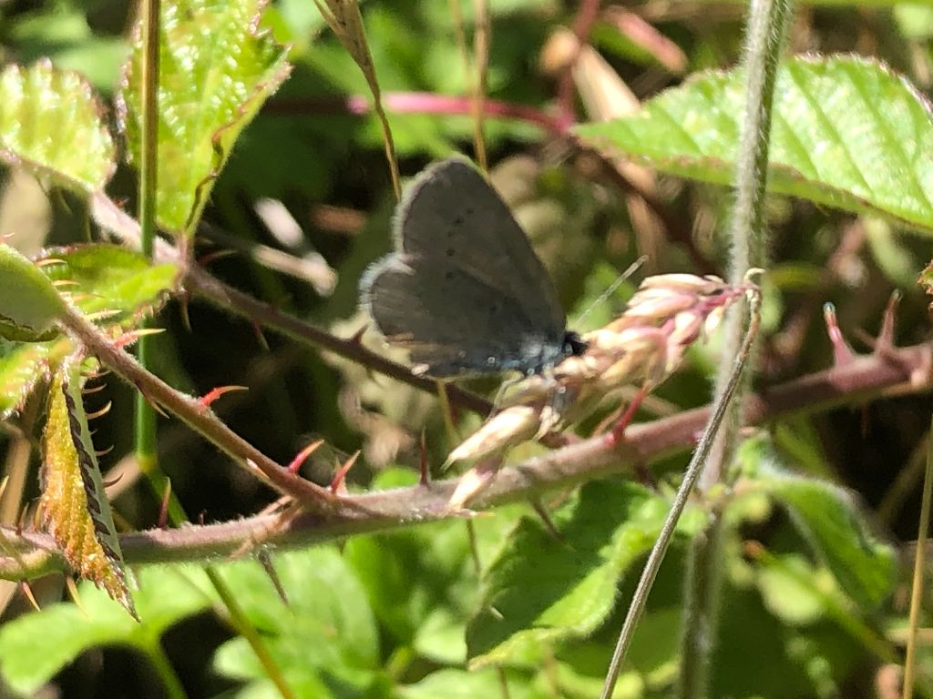 Small Blue Aldbury Nowers 30 Jul Small Blue Aldbury Nowers 30 Jul