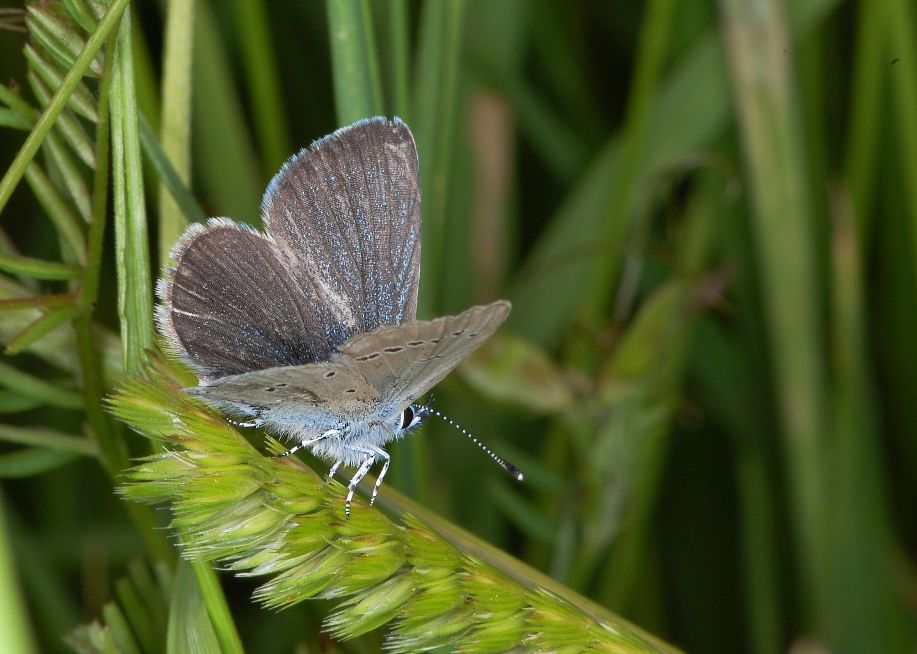 Small Blue Boxmoor 9 Jun Small Blue Boxmoor 9 Jun