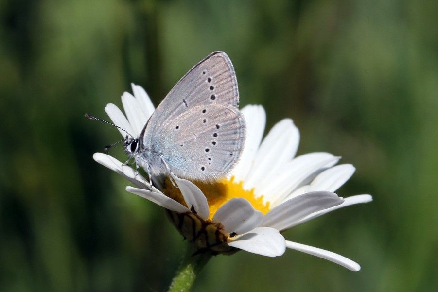 Small Blue Butterfield LNR 19 May Small Blue Butterfield LNR 19 May