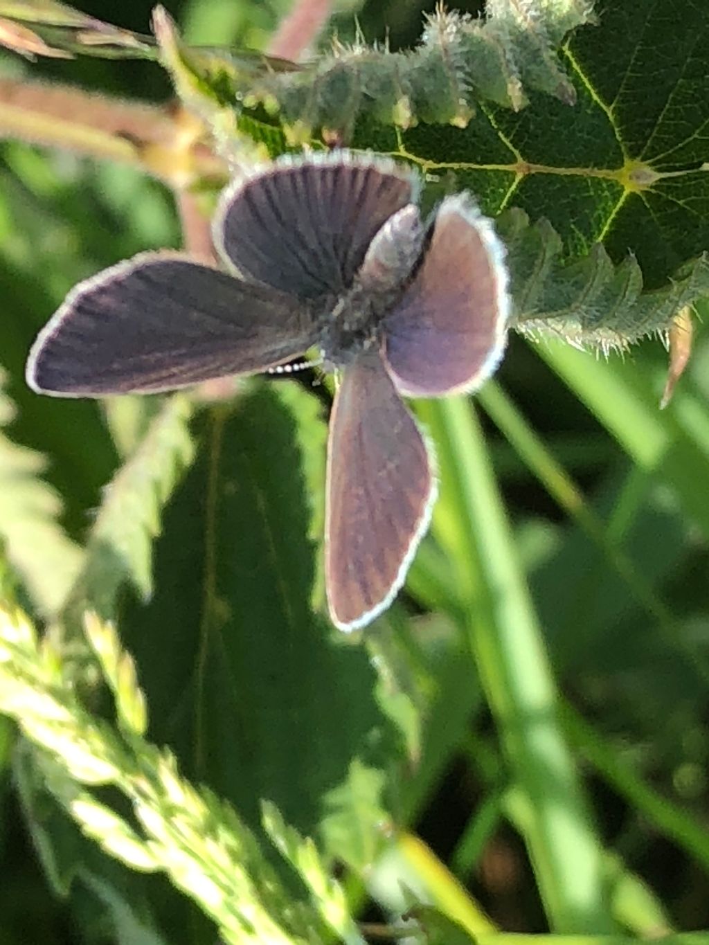 Small Blue Butterfly World 27 May Small Blue Butterfly World 27 May