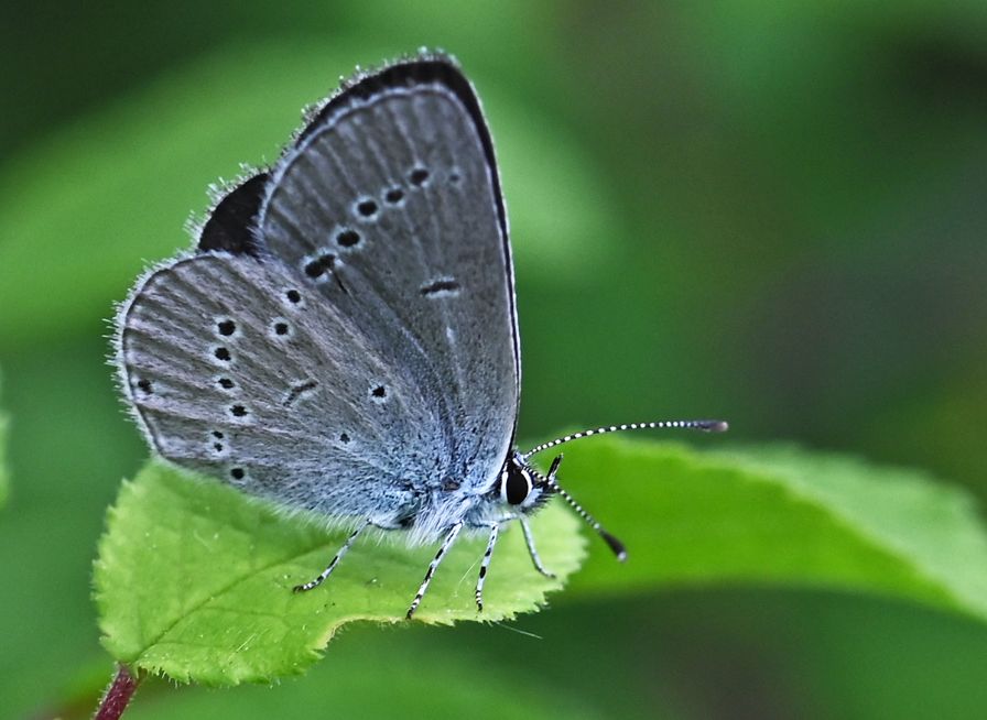 Small Blue Hillbrow 24 May Small Blue Hillbrow 24 May