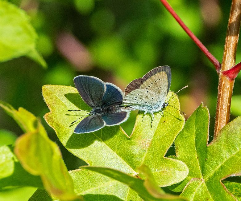Small Blue pair Hillbrow 2 Jun Small Blue pair Hillbrow 2 Jun