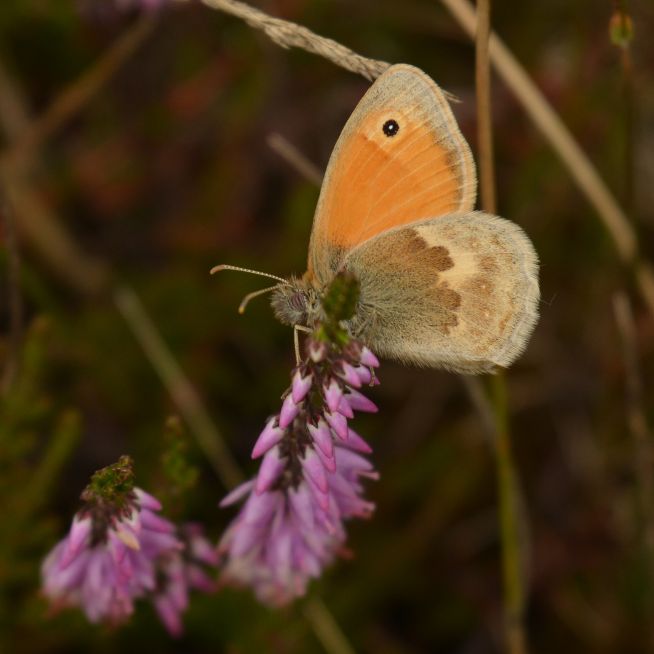 Small Heath Bricket Wood Common 16 Aug Small Heath Bricket Wood Common 16 Aug