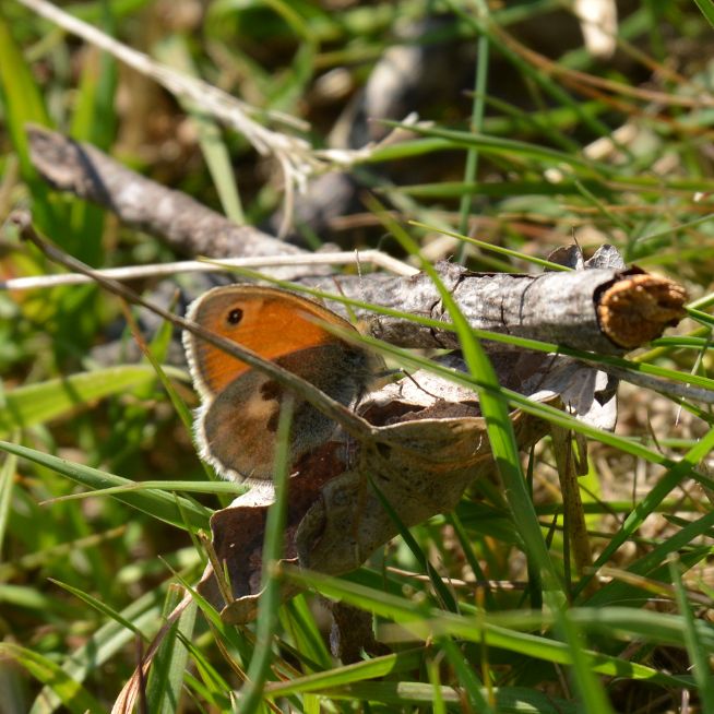 Small Heath Bricket Wood Common 21 May Small Heath Bricket Wood Common 21 May