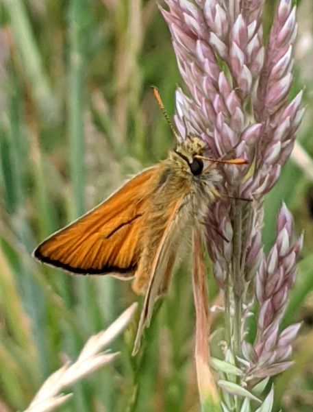 Small Skipper Horsenden Hill 8 Jun Small Skipper Horsenden Hill 8 Jun