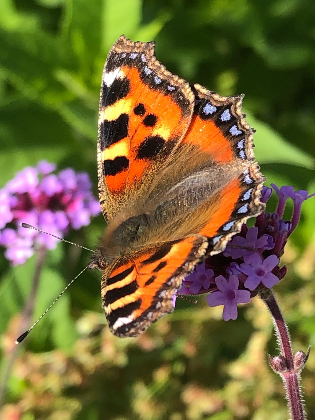 Small Tortoiseshell St Albans 18 Jun Small Tortoiseshell St Albans 18 Jun