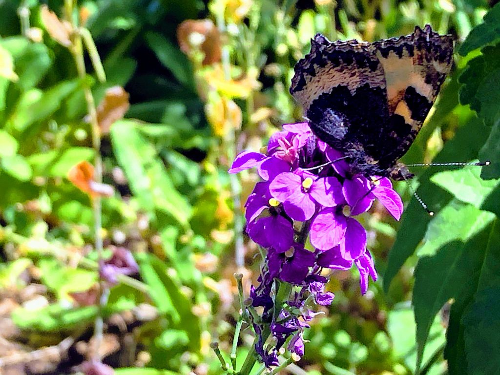 Small Tortoiseshell St Albans 29 May SmallTortoiseshell St Albans 29 May