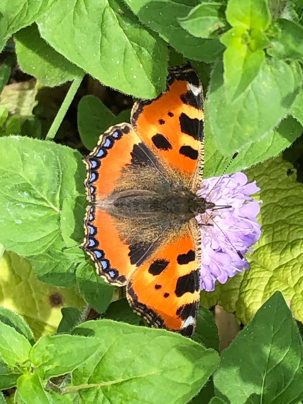 Small Tortoiseshell St Albans 9 Jun Small Tortoiseshell St Albans 9 Jun