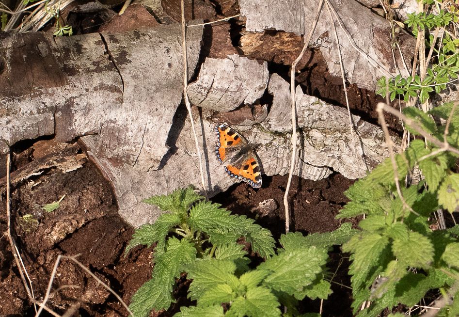 Small Tortoiseshell Tring 9 Jan Small Tortoiseshell Tring 9 Jan