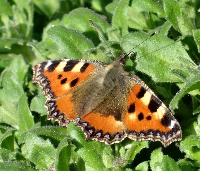 Small Tortoiseshell Ware 8 Mar Small Tortoiseshell Ware 8 Mar
