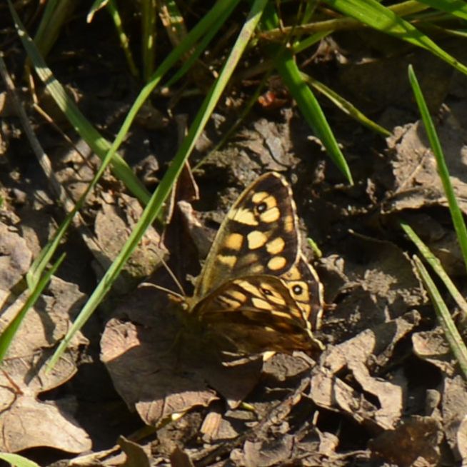 Speckled Wood Bricket Wood Common 10 Apr Speckled Wood Bricket Wood Common 10 Apr