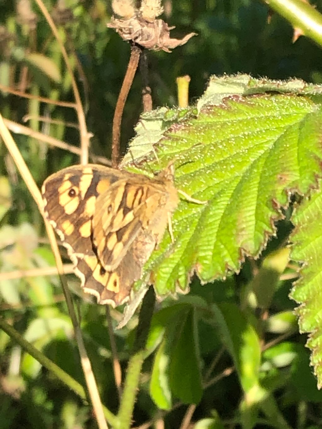 Speckled Wood Folly Lane 15 Apr Speckled Wood Folly Lane 15 Apr