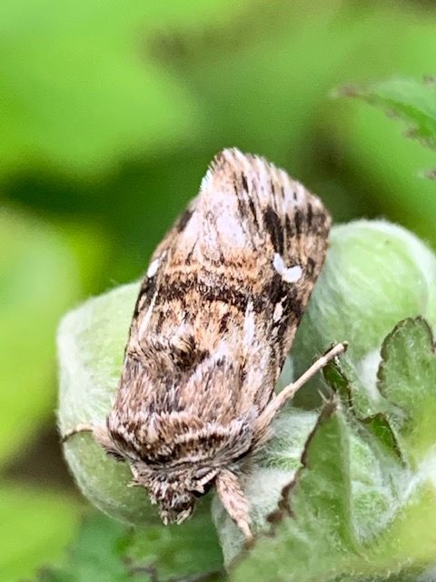 Toadflax Brocade Muswell Hill 31 Jul Toadflax Brocade Muswell Hill 31 Jul