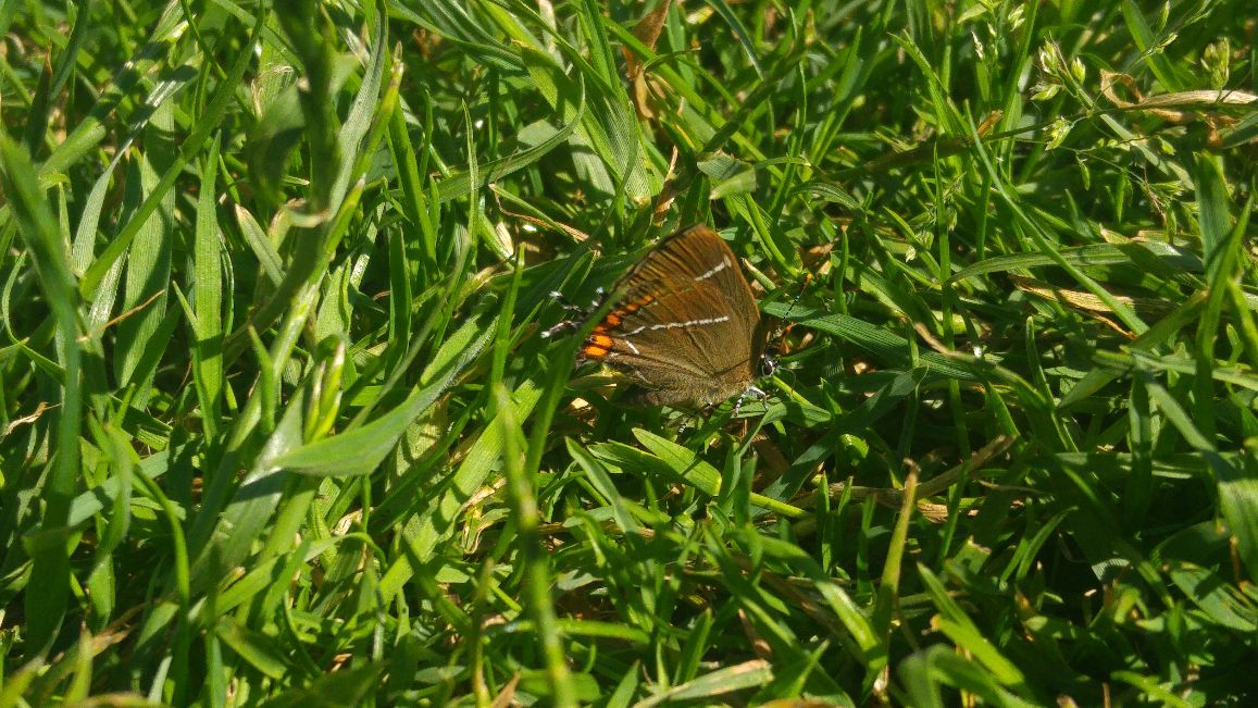 White-letter Hairstreak Enfield 14 Jun White-letter Hairstreak Enfield 14 Jun