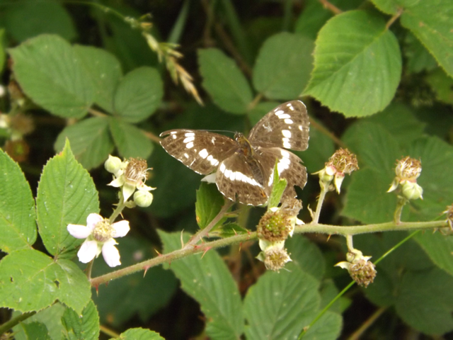 White Admiral Broxbourne Woods 6 Jul White Admiral Broxbourne Woods 6 Jul