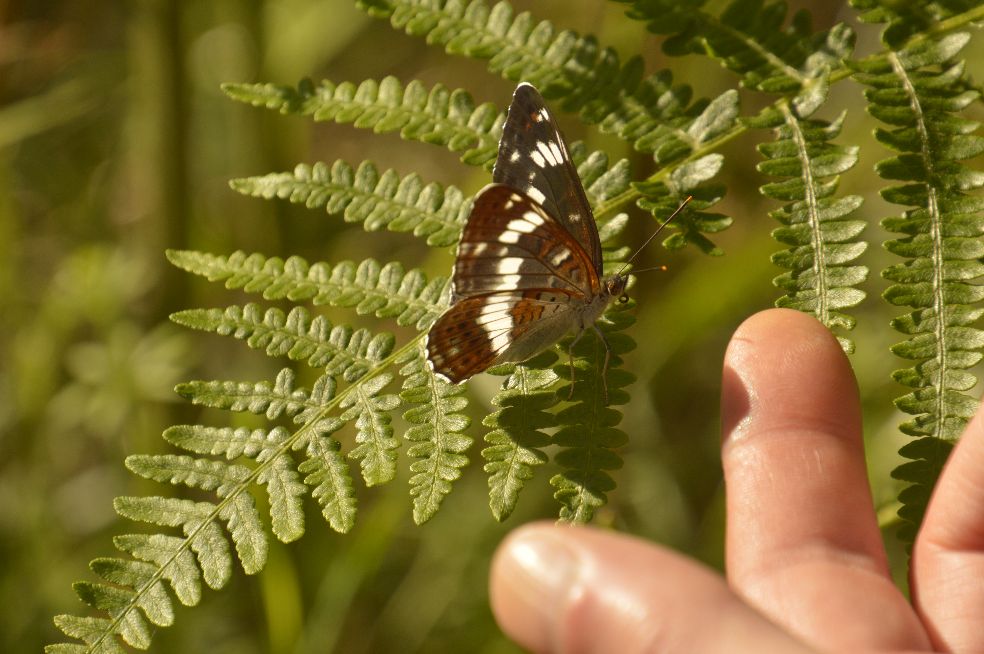 White Admiral Whippendell Woods 12 Jul White Admiral Whippendell Woods 12 Jul