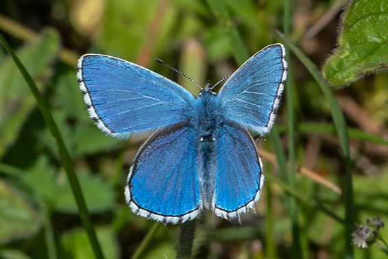 Adonis Blue (m) 2021 - Bob Clift