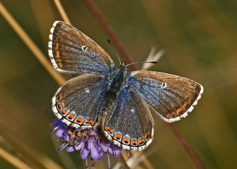 Adonis Blue (f) 2021 - Martin Johnson