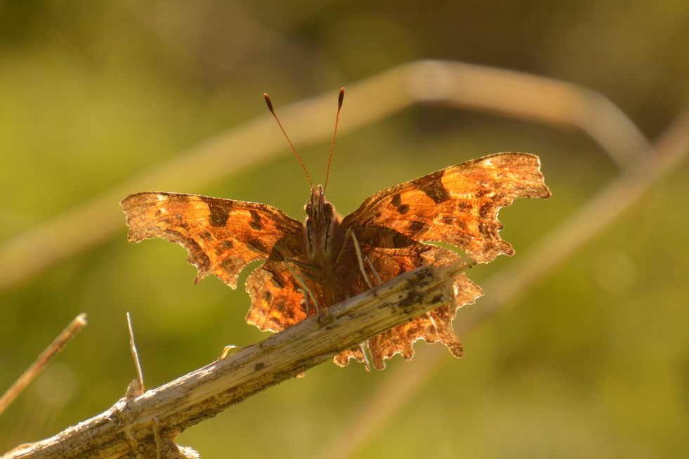 Comma Cassiobury Park 22 Apr