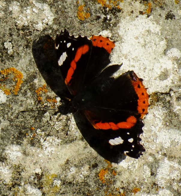 Butterfly Conservation Hertfordshire and Middlesex Branch Sightings page