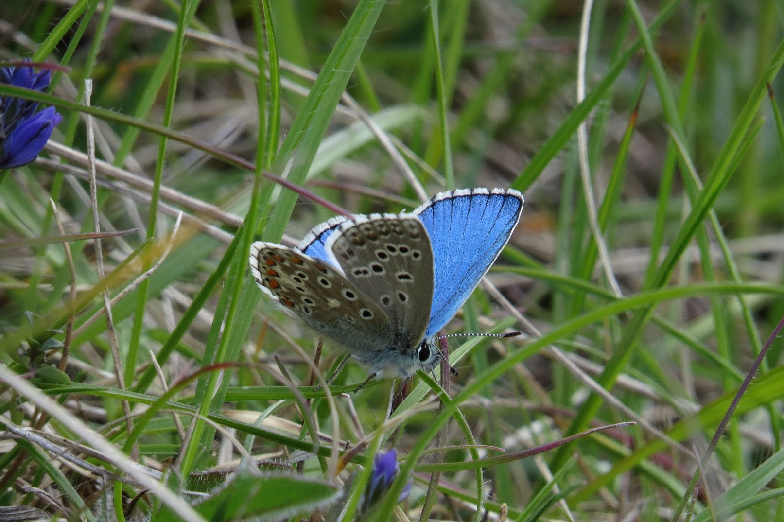 Adonis Blue Therfield Heath 8 May