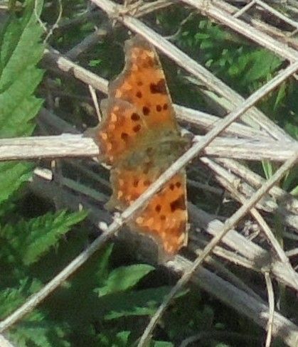 Comma Walsworth Common 15 Apr