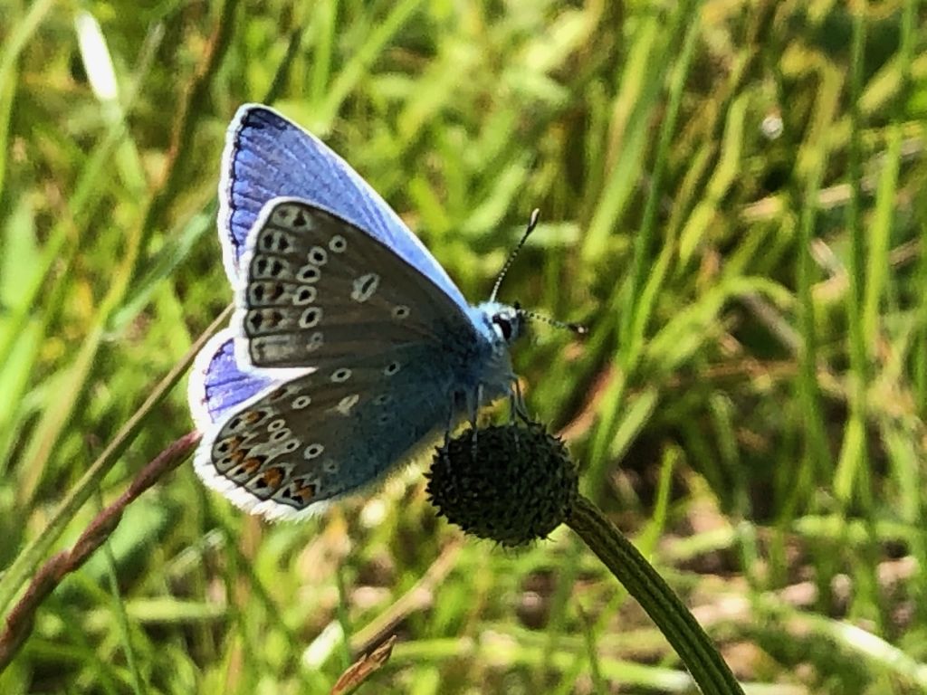 Common Blue 14 May