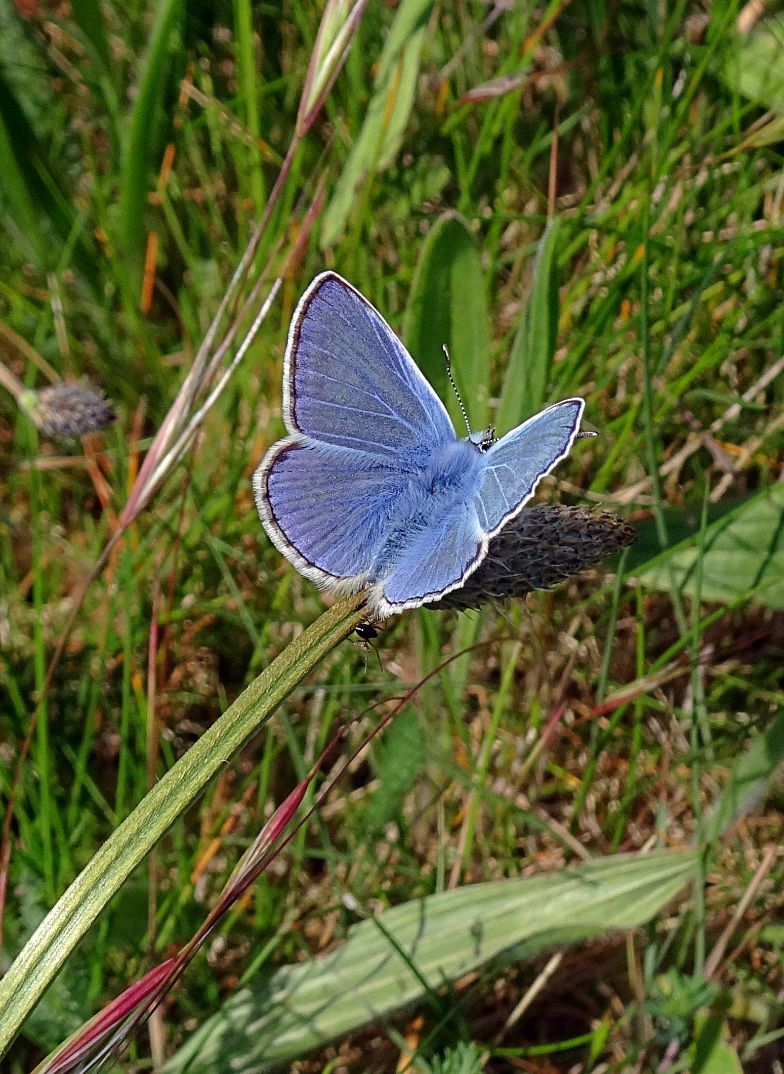 Common Blue Stanwell Moor 10 May