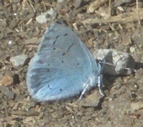 Holly Blue Fairlands Valley Park 6 May