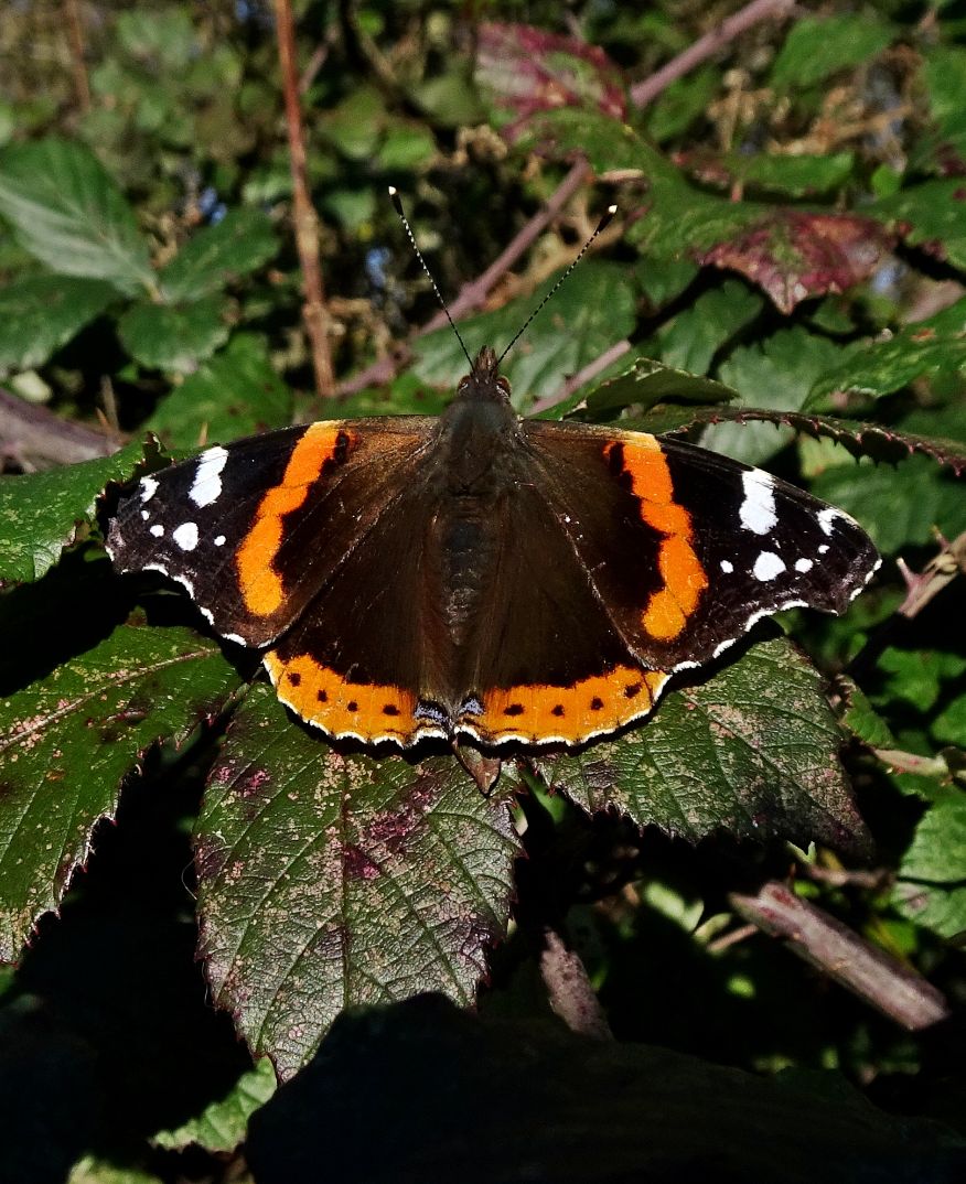 Red Admiral Stanwell Moor 29 Jan
