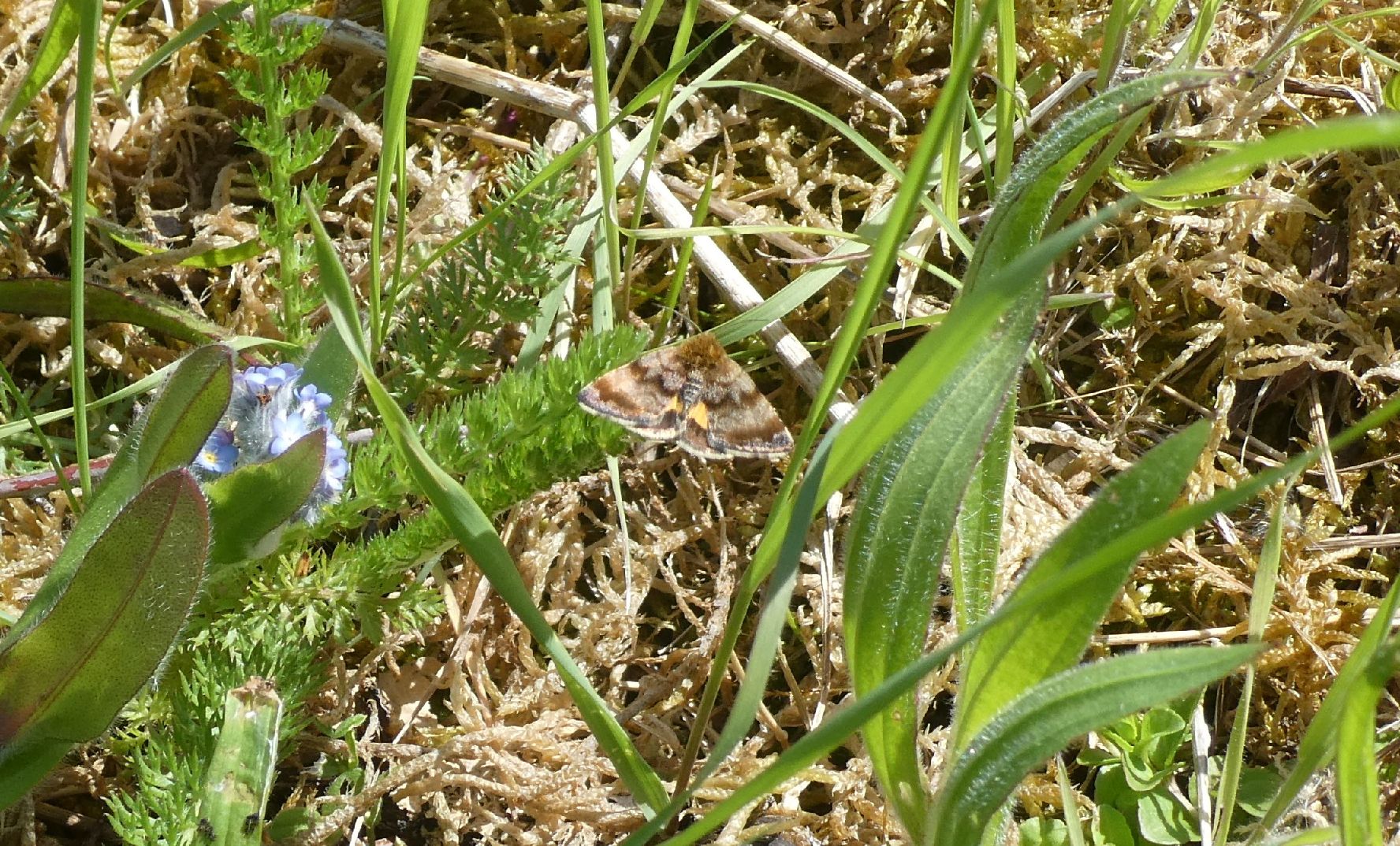 Small Yellow Underwing Halsey Field 8 May