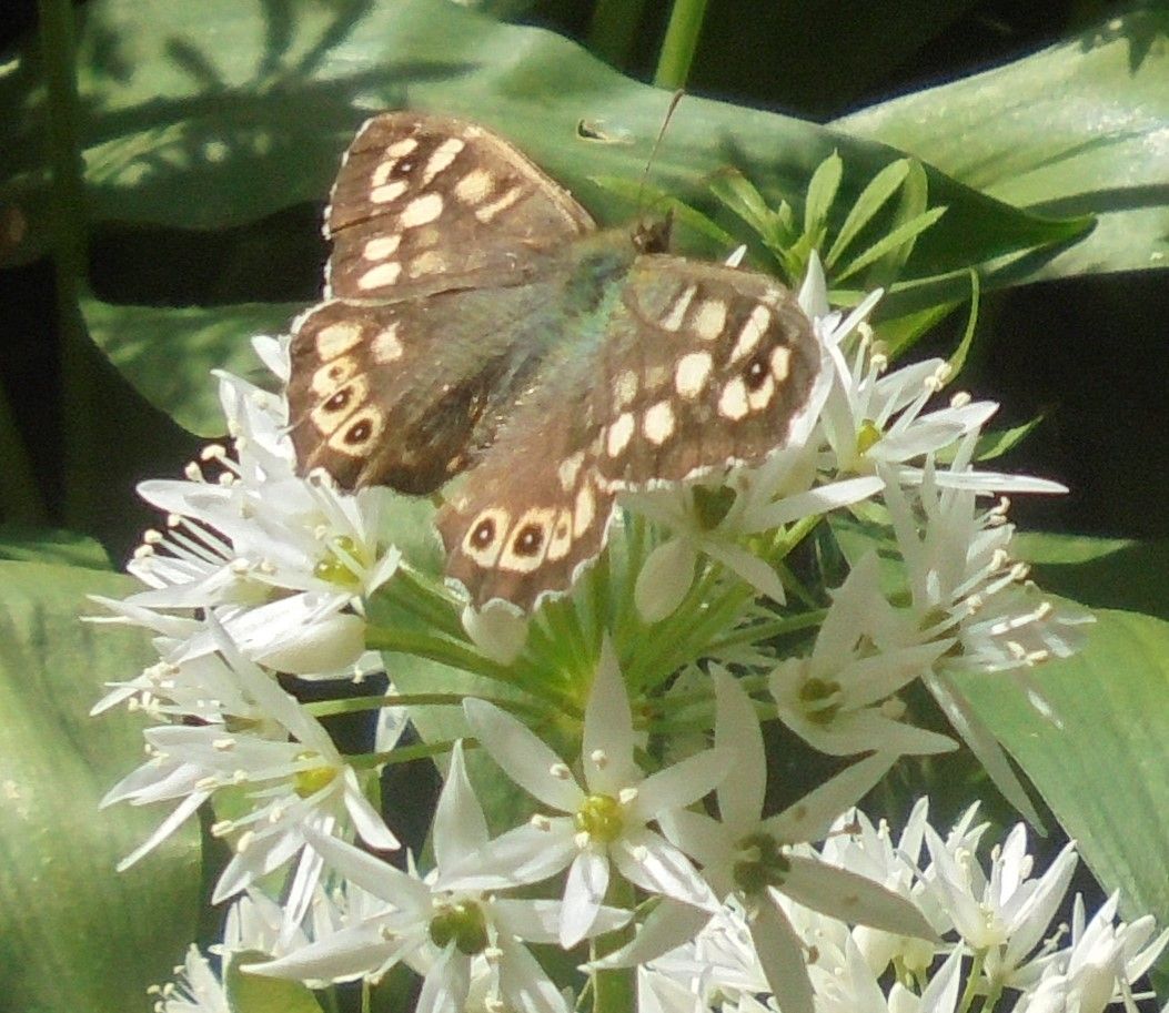 Speckled Wood Great Offley 9 May