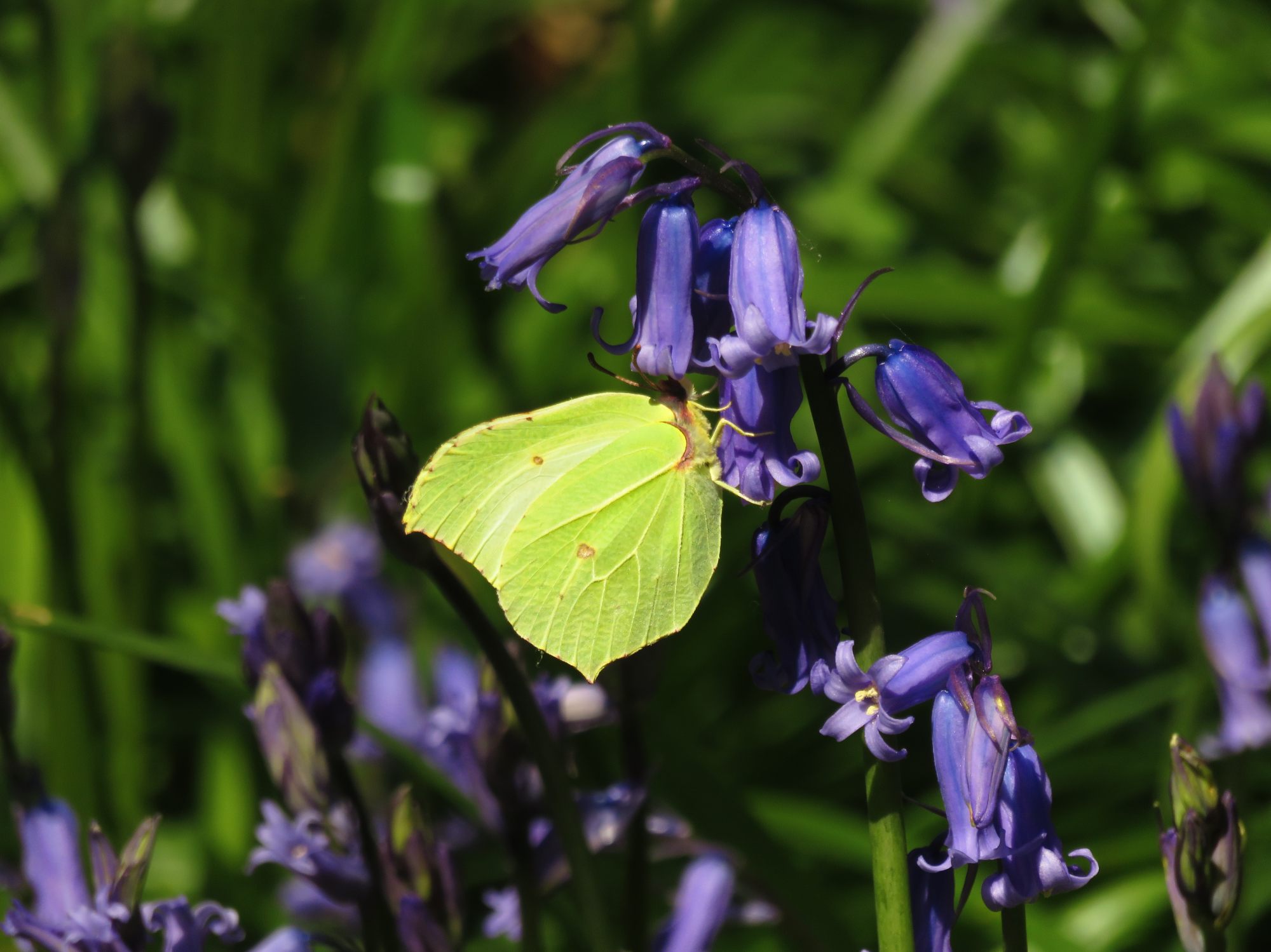 Brimstone on bluebell Rick Vickers
