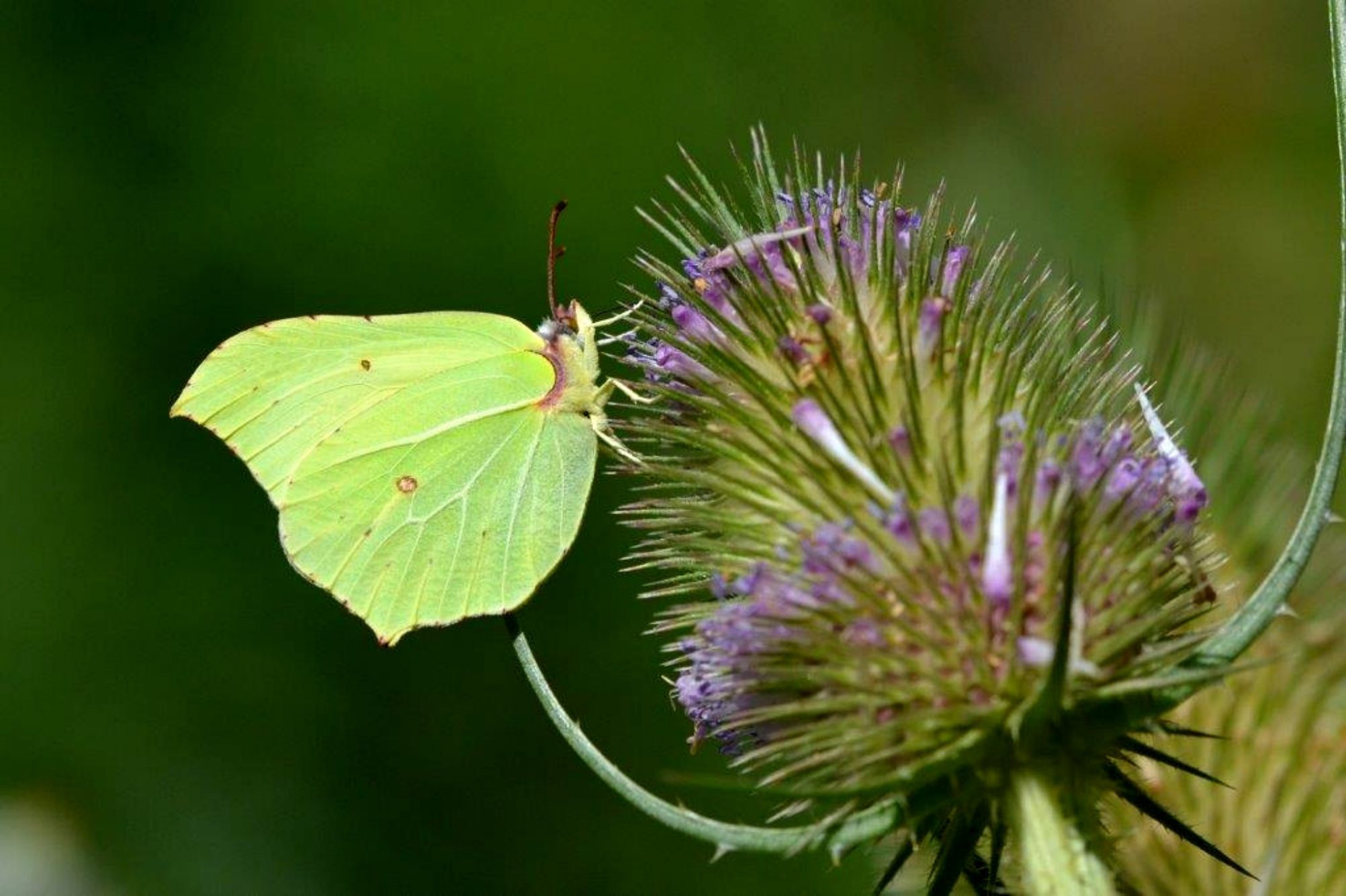 Brimstone on teasel -  teasel