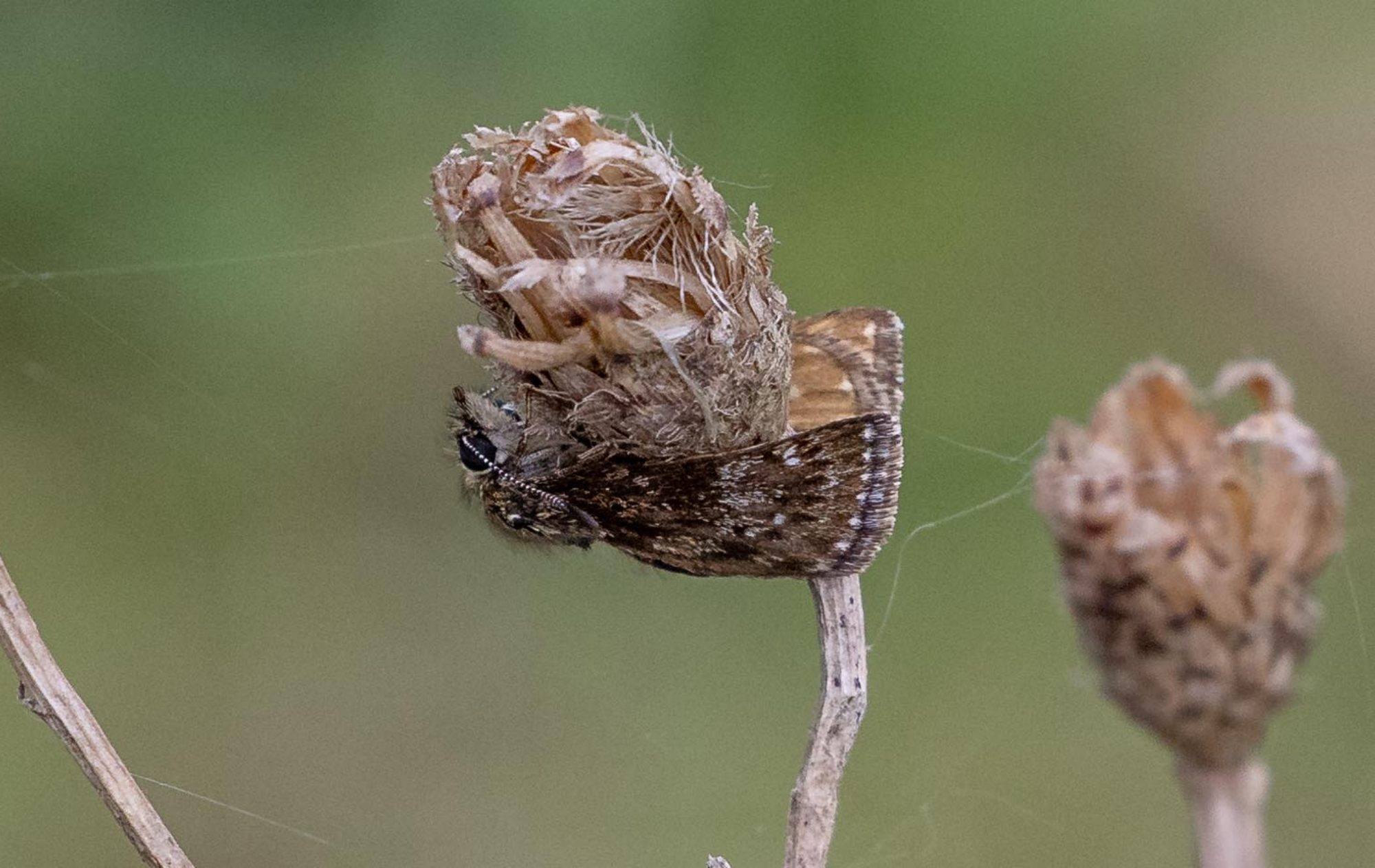 Dingy Skipper Colin Meager