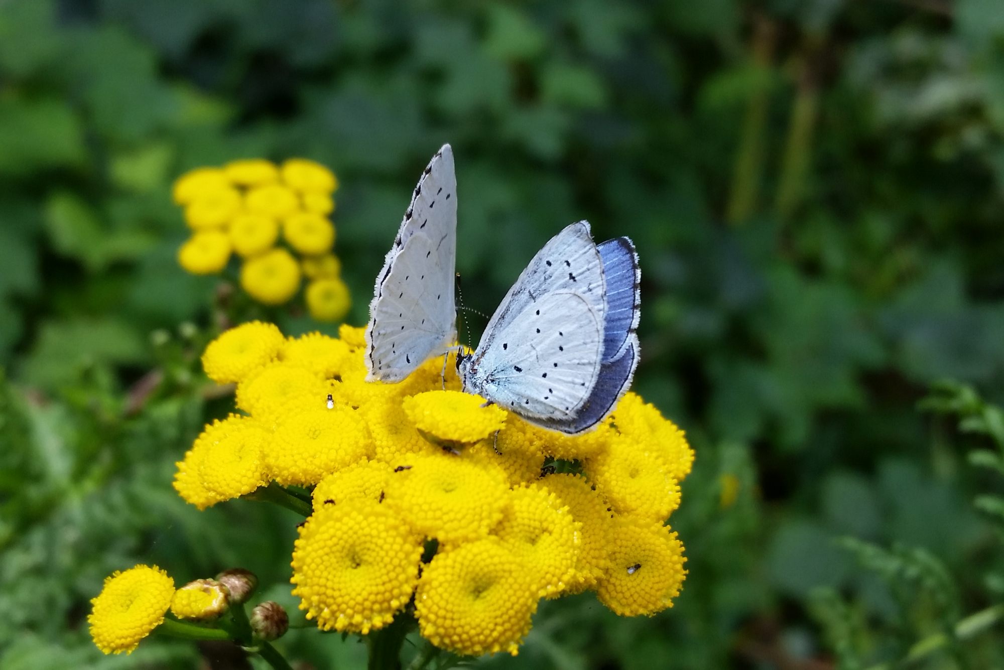 Holly Blues - Tower Hamlets