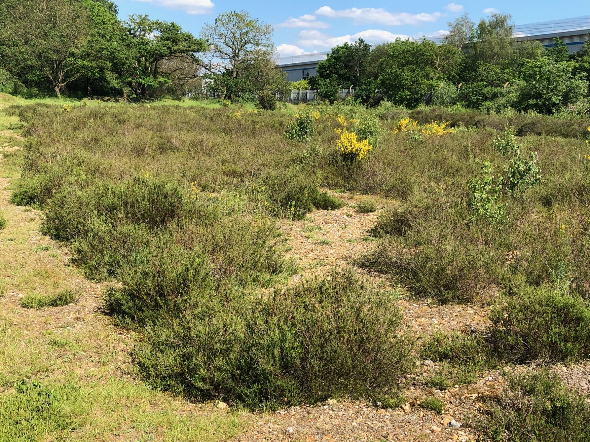 Houslow Heath - Malcolm Hull